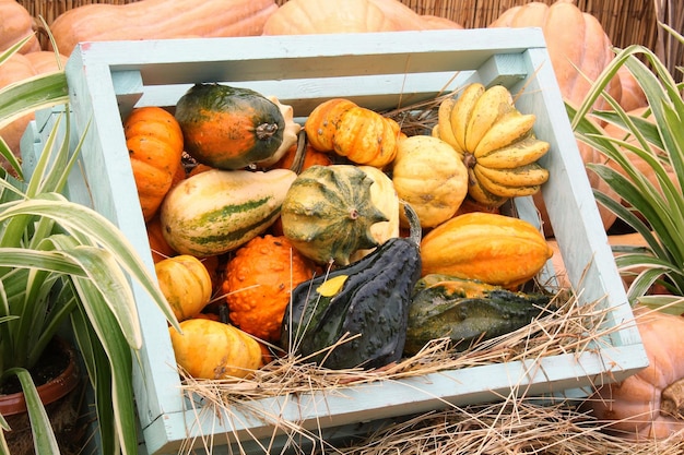 Colorful organic pumpkin in wooden box on agricultural fair Harvesting autumn time concept Garden