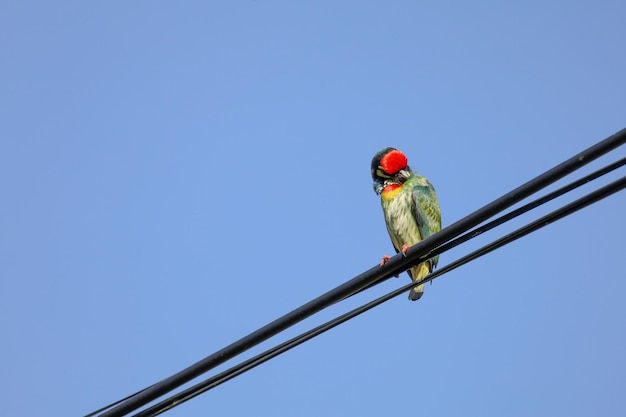 The colorful Oriole bird on power line at thailand