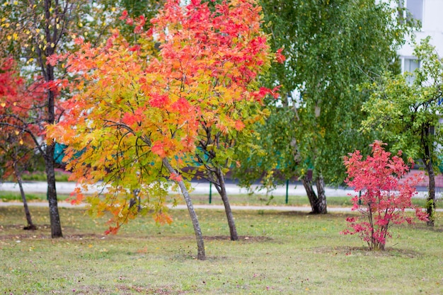 秋の公園でベリーとカラフルなオワンの木