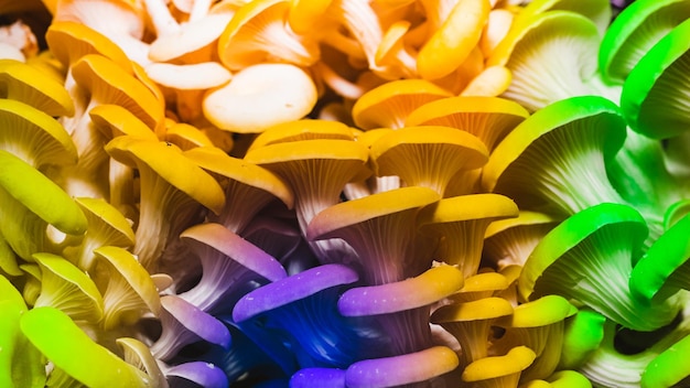 Colorful oyster mushroom background copy space