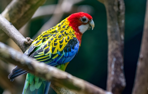 Un pappagallo colorato su un ramo allo zoo