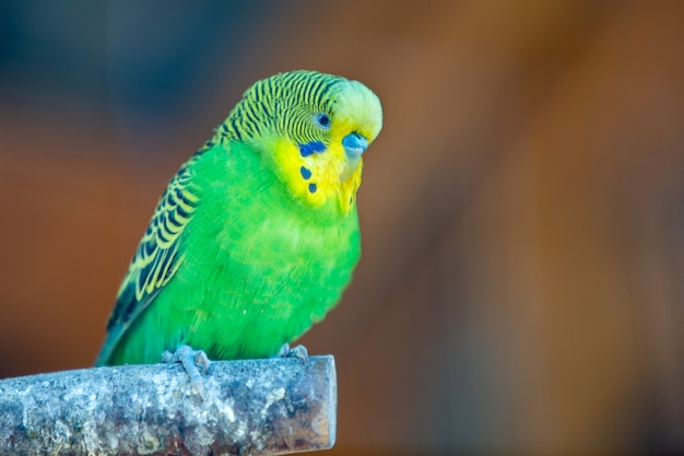 Colorful parrot in a cage at a zoo.