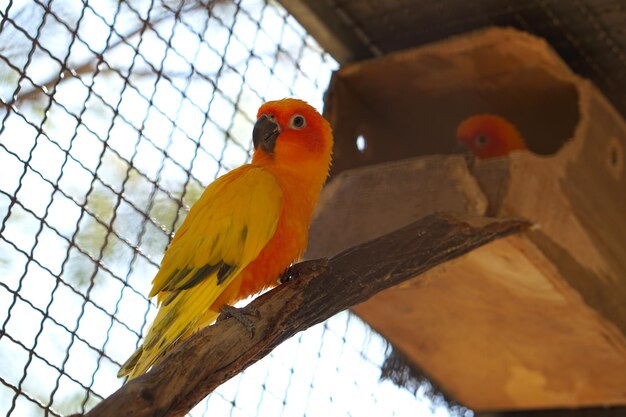 Colorful parrot caged in a cage