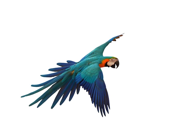 Colorful parrot flying against a white background