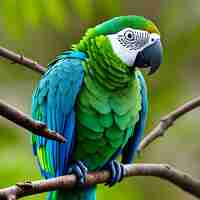 Photo colorful parrot illustration