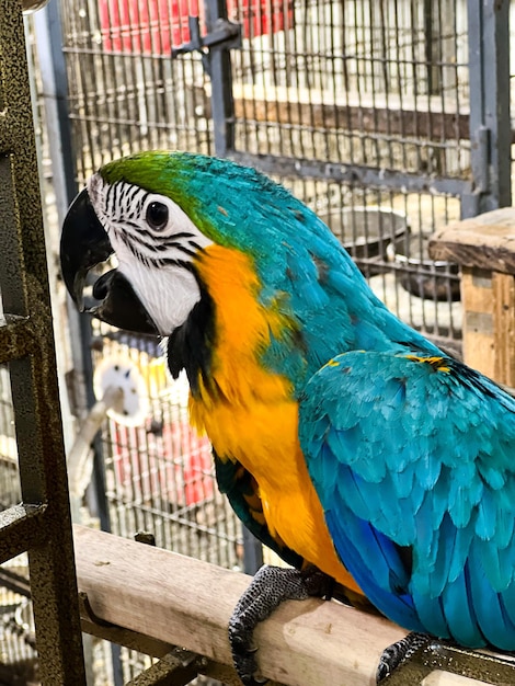 カラフルなオウムが木の柱の上に立っています。