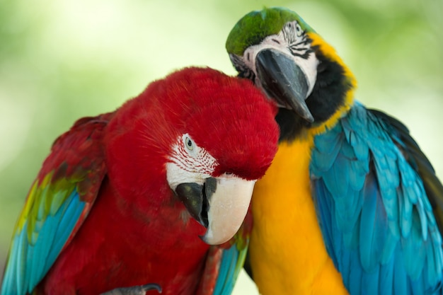 Colorful parrots couple