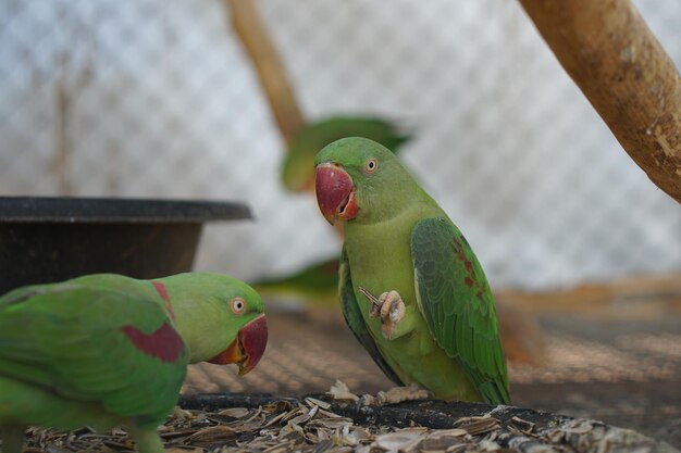 Colorful parrots in the park