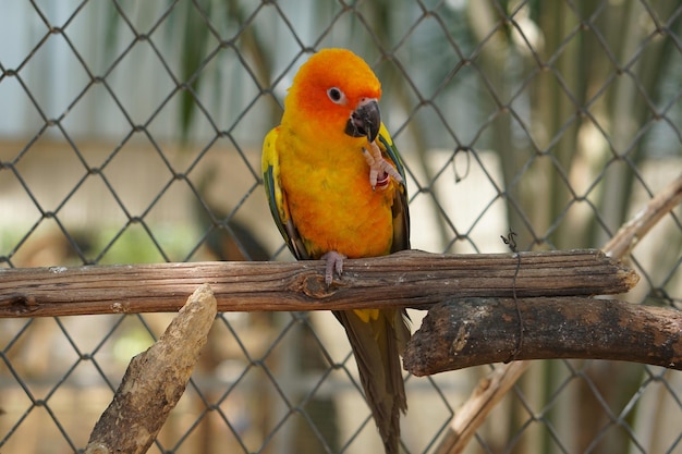 Colorful parrots in the park