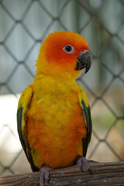 Colorful parrots in the park