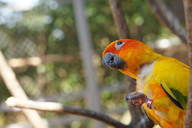 Colorful parrots in the park