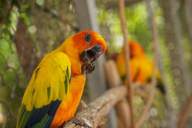 Colorful parrots in the park