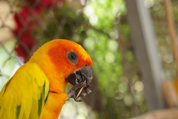 Colorful parrots in the park