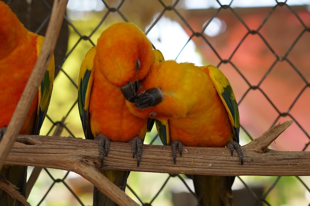 Colorful parrots in the park