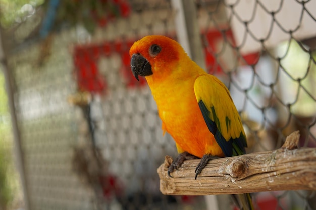 Colorful parrots in the park