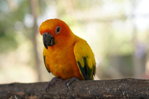 Colorful parrots in the park