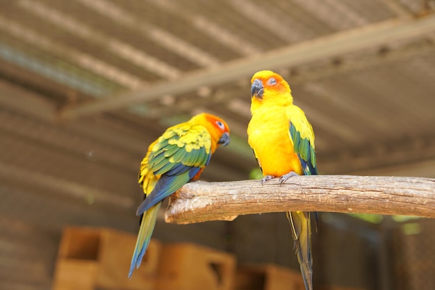 Colorful parrots in the park