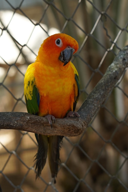 Colorful parrots in the park