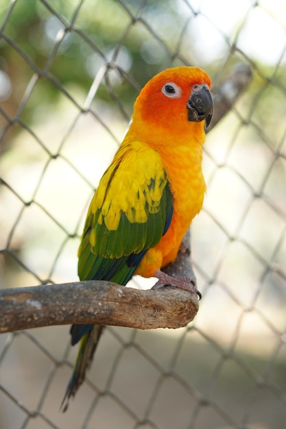 Colorful parrots in the park