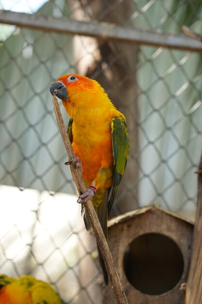 Colorful parrots in the park