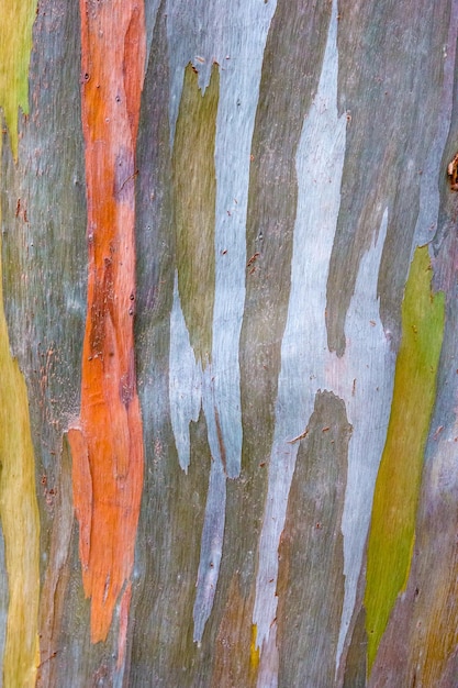 Colorful pattern of a Rainbow eucalyptus