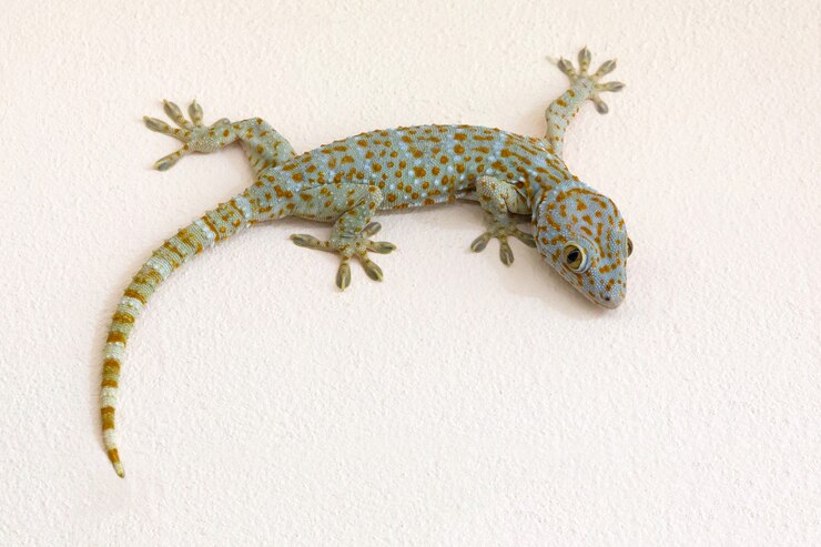 Colorful patterns of gecko on plaster wall