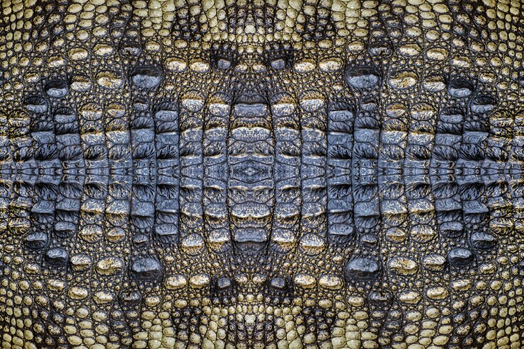 Colorful patterns and skin of the crocodile.
