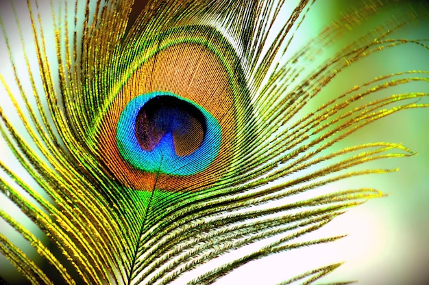 Colorful Peacock feather in natures green background