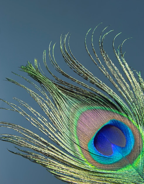 colorful peacock feather.