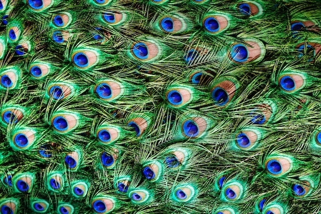 Colorful peacock feathers background