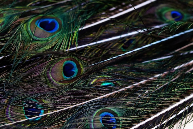 Colorful peacock feathers create beautiful patterns of feathers Pavo muticus Pavo cristatusgreen tone for designers backgrounds natural feather concept