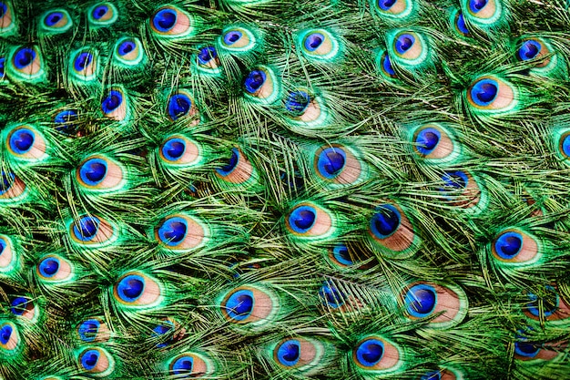 Photo colorful peacock feathers