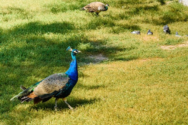 Colorful peacock male on the green grass