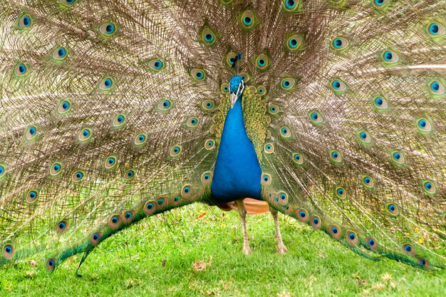 Colorful peacock