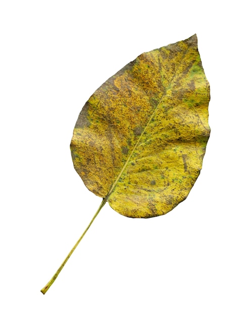 Colorful pear tree autumn leaves isolated on white Autumn leaves of pear tree colored Autumn leaf of pear tree isolated