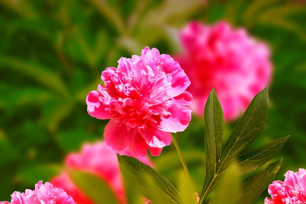 夏の風景の背景にカラフルな牡丹の花