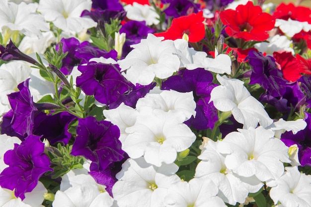 色とりどりの花のカラフルなペチュニアのクローズアップの背景