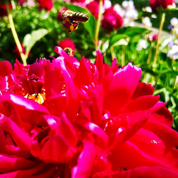 The colorful photo shows blooming flower peony