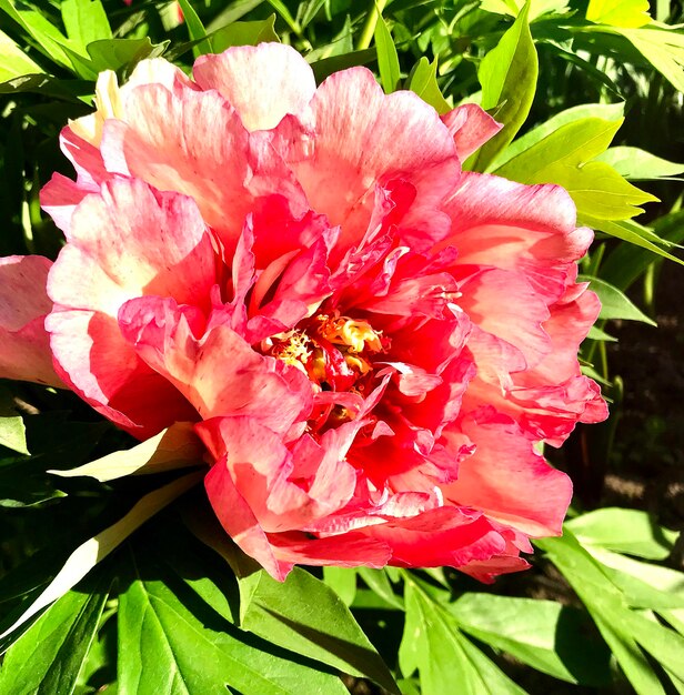 The colorful photo shows blooming flower peony