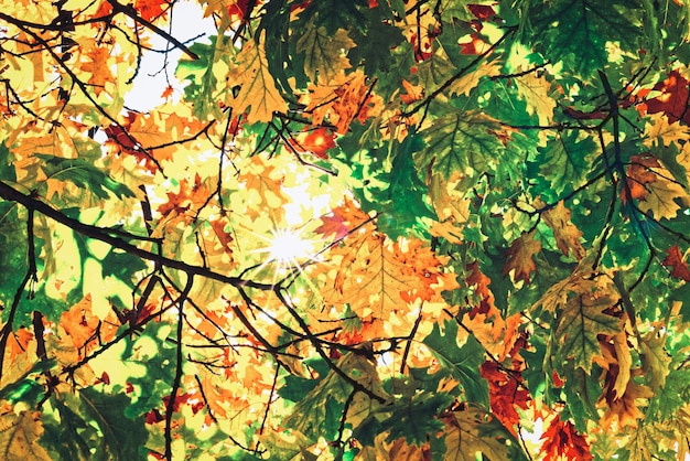 잎사귀와 햇빛이 비치는 나무의 다채로운 그림.