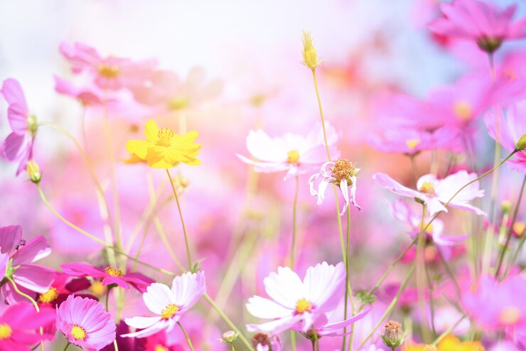 Photo 新鮮な明るい日に庭でカラフルなピンクの花コスモス-自然の中で美しいコスモスの花