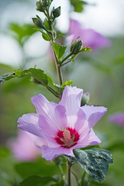 Colorful pink hibiscus flowering Rose hibiscus with blurred soft light background Close up wild hibiscus flowers background