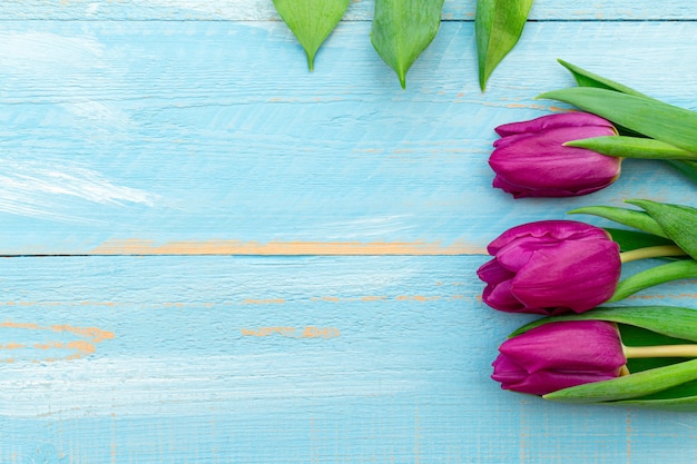 Colorful pink tulips on a blue painted spring  with copy space. Spring postcard