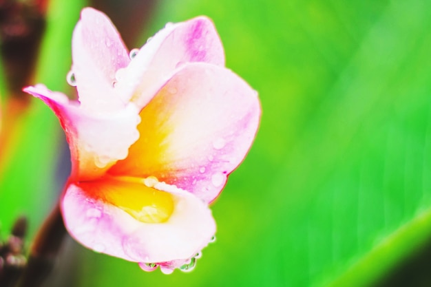 Colorful plumeria with raindrop after rain