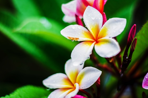 Colorful plumeria with raindrop after rain