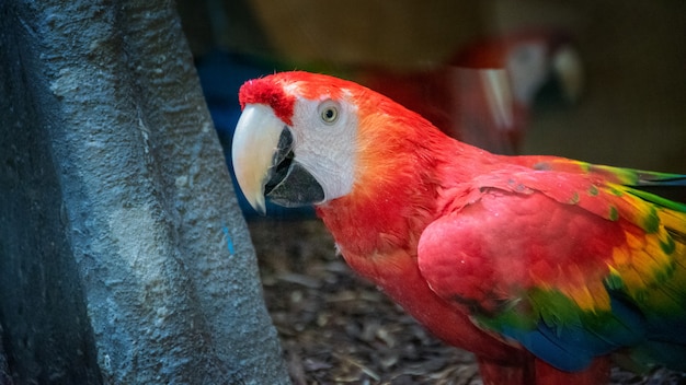 Colorful portrait of Amazon red macaw parrot against jungle. Side view of wild ara parrot head. Wildlife and rainforest exotic tropical birds as popular pet breeds