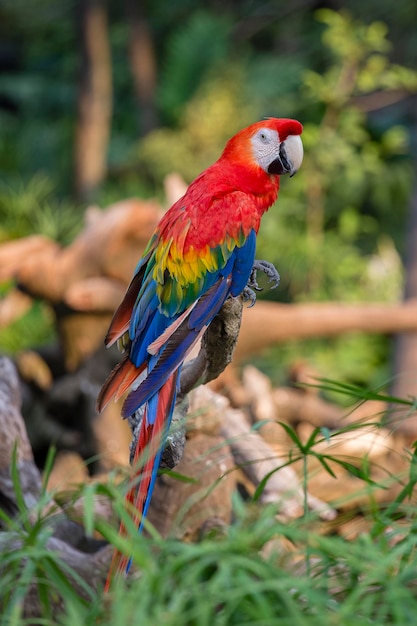 写真 アマゾン・レッド・マカウ・パラトゥーのカラフルな肖像画ジャングルに近づいて緑の背景の野生のパラットの頭の横の景色野生の野生動物と熱帯雨林エキゾチックな熱帯鳥が人気のあるペットの品種です