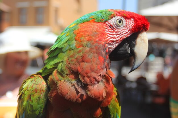 Colorful portrait of a red macaw macaw. Exotic tropical birds