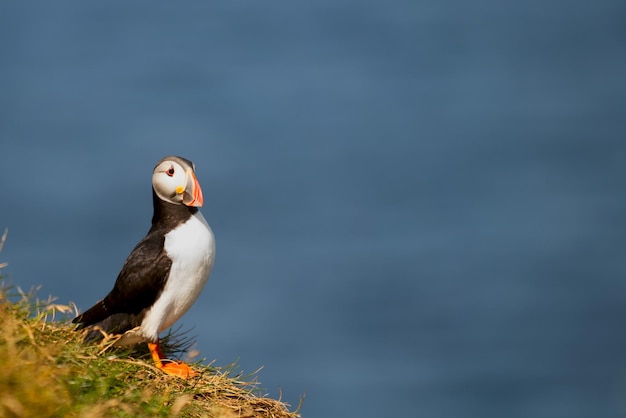 Un ritratto colorato puffin isolato in ambiente naturale su sfondo blu