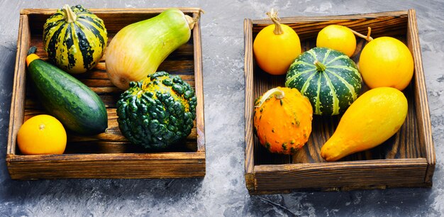 Colorful pumpkin collection